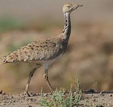 Image result for Chlamydotis macqueenii