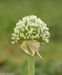 Attēlu rezultāti vaicājumam “Allium cepa”