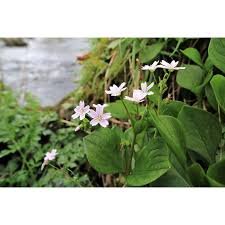 Attēlu rezultāti vaicājumam “Claytonia sibirica flower”