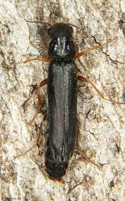 Attēlu rezultāti vaicājumam “Hylecoetus dermestoides male”