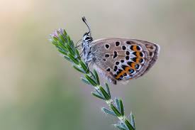 Attēlu rezultāti vaicājumam “Plebejus argus female”