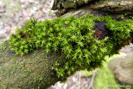 Attēlu rezultāti vaicājumam “Orthotrichum lyellii”