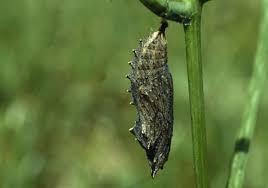 Attēlu rezultāti vaicājumam “Aglais urticae upperside”
