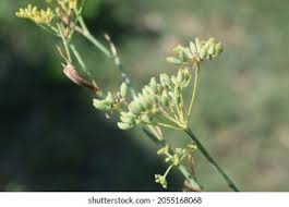 Attēlu rezultāti vaicājumam “Carex appropinquata leaf”