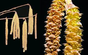 Attēlu rezultāti vaicājumam “Corylus avellana female flower”