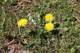 Attēlu rezultāti vaicājumam “Taraxacum suecicum flower”