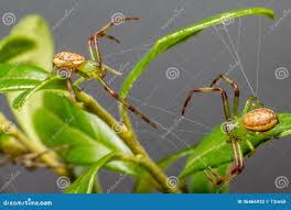 Attēlu rezultāti vaicājumam “Diaea dorsata”