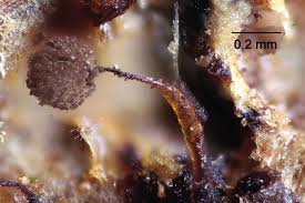 Attēlu rezultāti vaicājumam “Physarum braunianum macro”