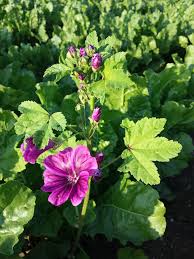 Image result for Malva sylvestris var. mauritiana
