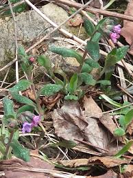 Image result for Pulmonaria officinalis