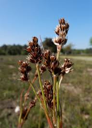 Attēlu rezultāti vaicājumam “Luzula luzuloides fruit”