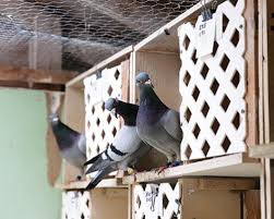 Image result for Meridian Racing Pigeon Lofts