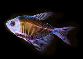 Image result for Caranx bartholomaei