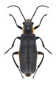 Attēlu rezultāti vaicājumam “Cantharis obscura”