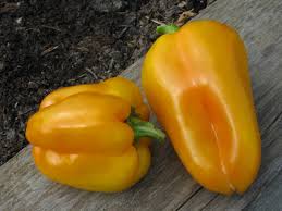Afbeeldingsresultaat voor californian wonder golden sweet pepper