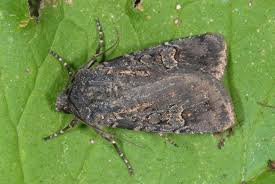 Attēlu rezultāti vaicājumam “Euxoa nigricans”