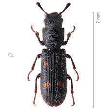 Attēlu rezultāti vaicājumam “Grynocharis oblonga”