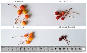 Attēlu rezultāti vaicājumam “Malus mandshurica fruit”