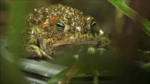 Attēlu rezultāti vaicājumam “Pseudepidalea viridis”