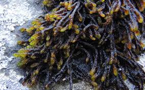 Attēlu rezultāti vaicājumam “Scorpidium cossonii”