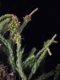 Attēlu rezultāti vaicājumam “Pseudoleskeella nervosa”