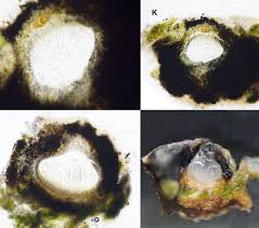 Attēlu rezultāti vaicājumam “Acrocordia gemmata”