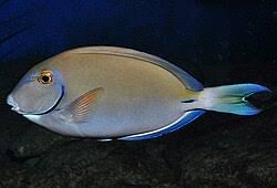 Image result for Acanthurus chirurgus