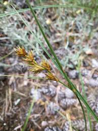 Attēlu rezultāti vaicājumam “Carex arenaria”