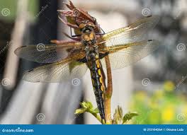 Attēlu rezultāti vaicājumam “Epitheca bimaculata”