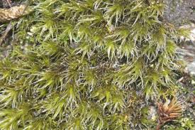 Attēlu rezultāti vaicājumam “Racomitrium heterostichum”