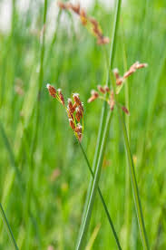 Attēlu rezultāti vaicājumam “Schoenoplectus lacustris subsp. glaucus flower”