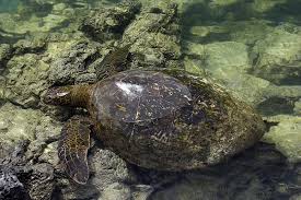 Image result for Chelonia mydas