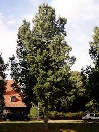 Attēlu rezultāti vaicājumam “Ulmus x hollandica”