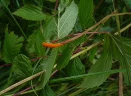 Attēlu rezultāti vaicājumam “Triphragmium ulmariae”