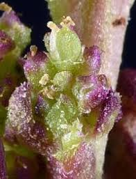 Attēlu rezultāti vaicājumam “Chenopodium rubrum leaf”