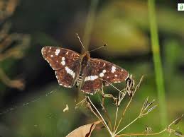Attēlu rezultāti vaicājumam “Araschnia levana upperside”