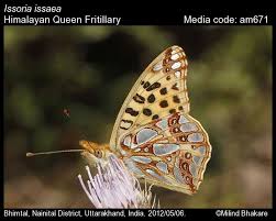 Attēlu rezultāti vaicājumam “Issoria lathonia”