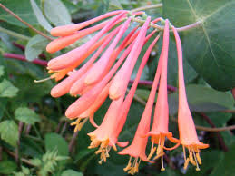 Attēlu rezultāti vaicājumam “Lonicera caerulea var. pallasii flower”