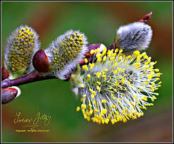 Attēlu rezultāti vaicājumam “Salix caprea male flower”