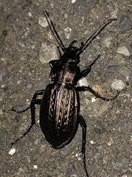 Attēlu rezultāti vaicājumam “Carabus granulatus”