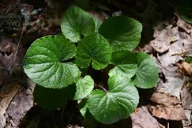 Attēlu rezultāti vaicājumam “Viola collina leaf”