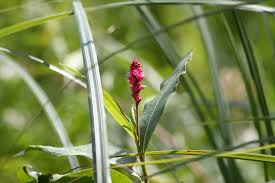 Attēlu rezultāti vaicājumam “Polygonum amphibium flower”
