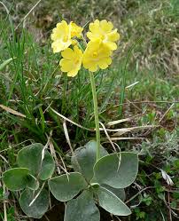 Image result for Schlüsselblumen