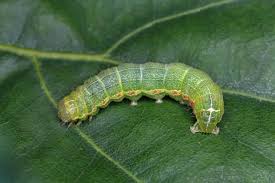 Attēlu rezultāti vaicājumam “Orthosia miniosa larva”