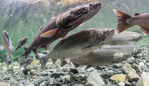 Image result for Oncorhynchus kisutch