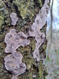 Attēlu rezultāti vaicājumam “Peniophora laurentii”