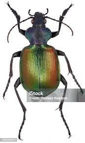 Attēlu rezultāti vaicājumam “Gaurotes virginea”