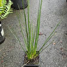 Attēlu rezultāti vaicājumam “Juncus effusus”