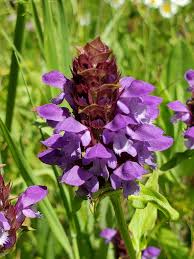 Attēlu rezultāti vaicājumam “Prunella vulgaris”