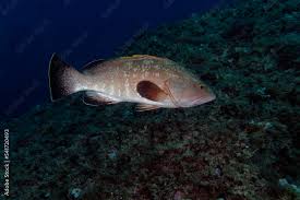 Image result for Epinephelus marginatus